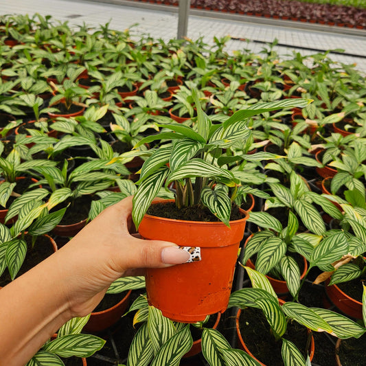 4” Calathea Vittata