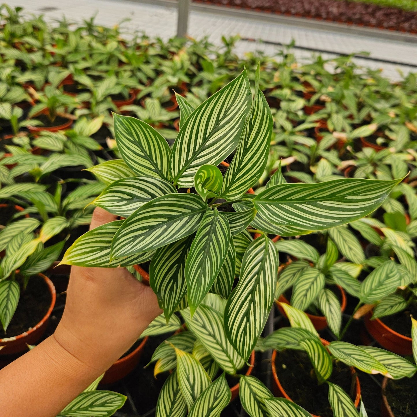 4” Calathea Vittata