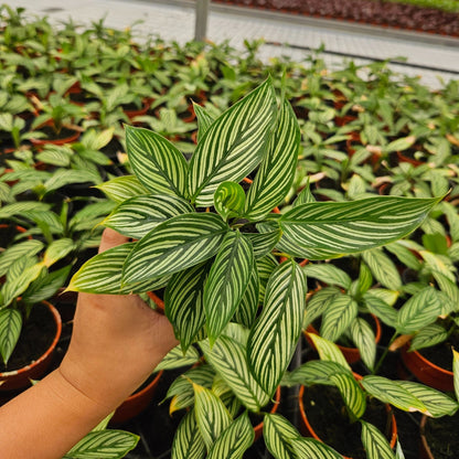 4” Calathea Vittata
