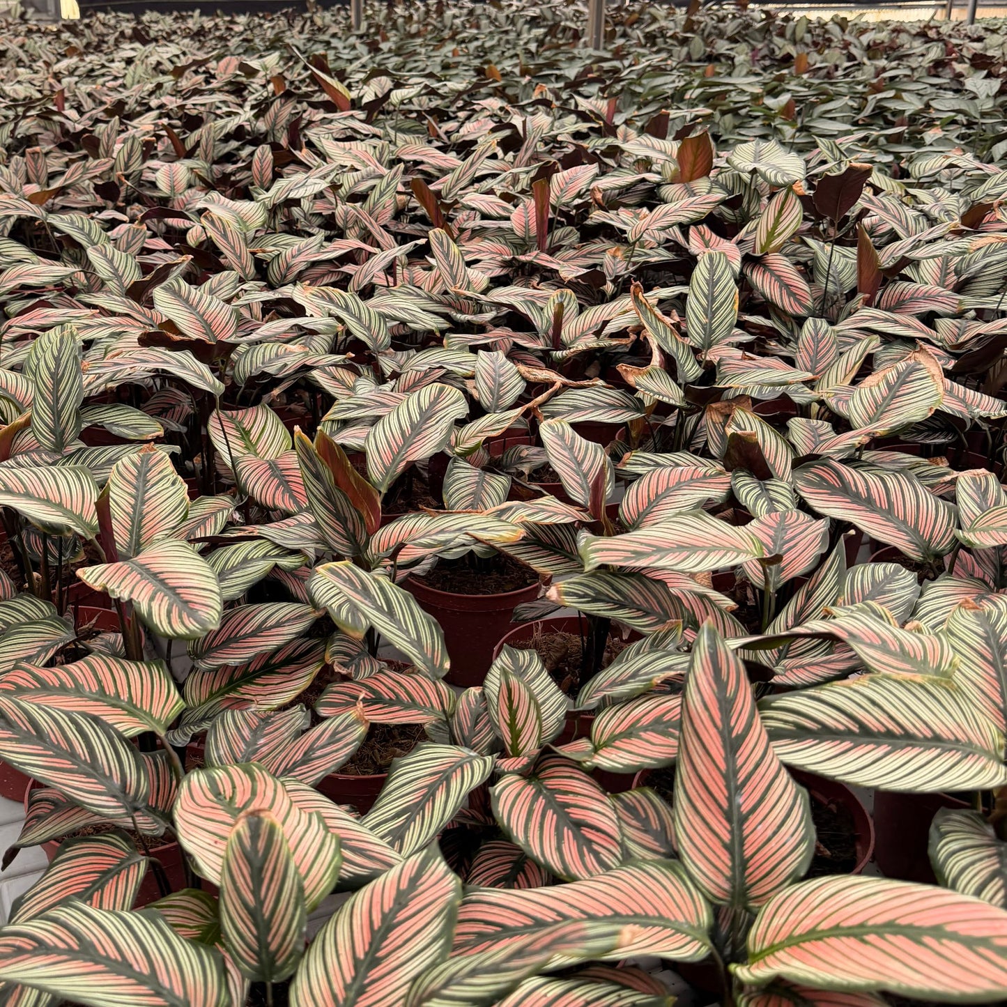 6” Calathea White Star