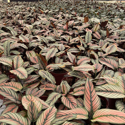 6” Calathea White Star
