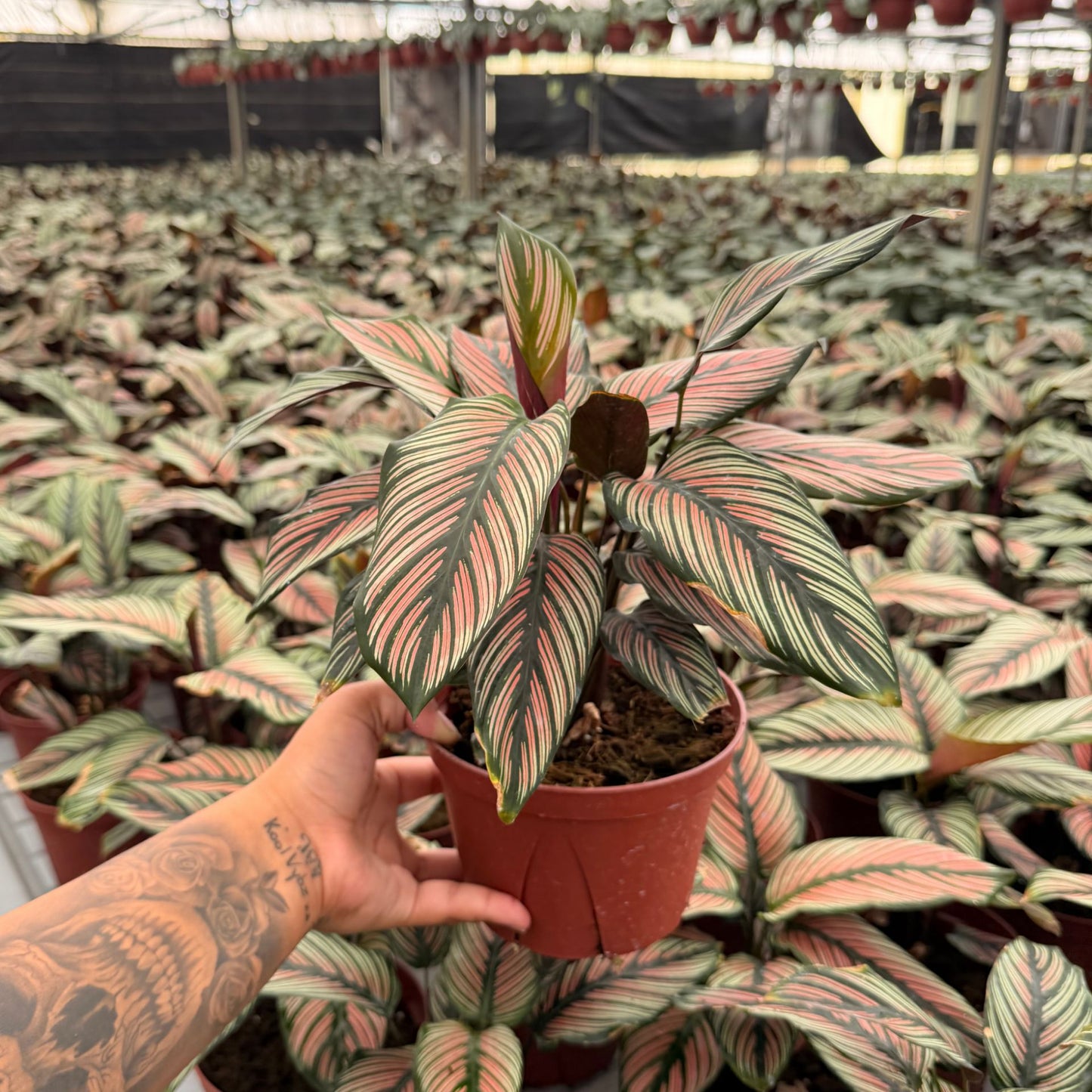 6” Calathea White Star