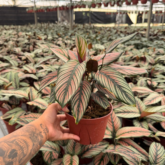 6” Calathea White Star