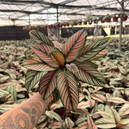 6” Calathea White Star