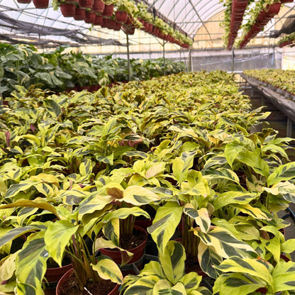 4” Calathea Yellow Allusion