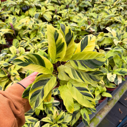 4” Calathea Yellow Allusion