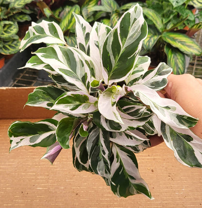 4” Calathea Fusion White