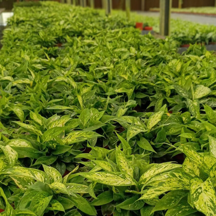 4” Dieffenbachia Starbright