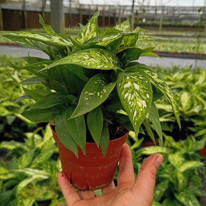 4” Dieffenbachia Starbright