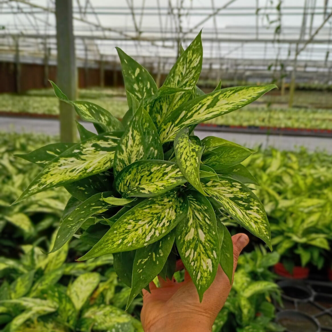 4” Dieffenbachia Starbright