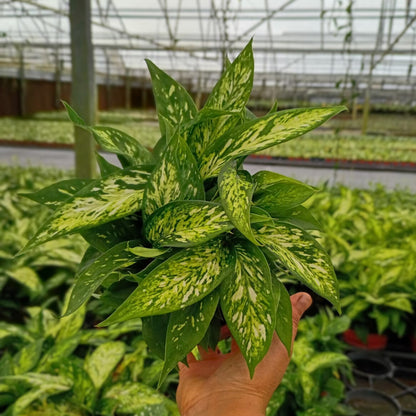 4” Dieffenbachia Starbright