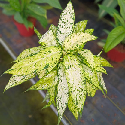 8” Dieffenbachia Starbright