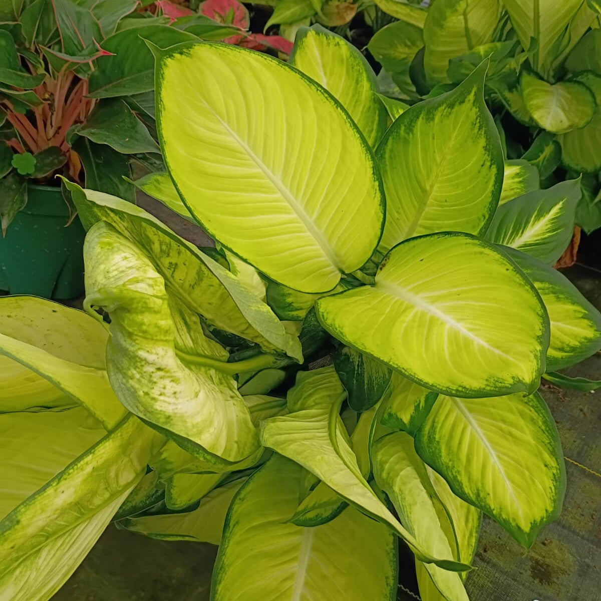 8” Dieffenbachia Tropic Marianne