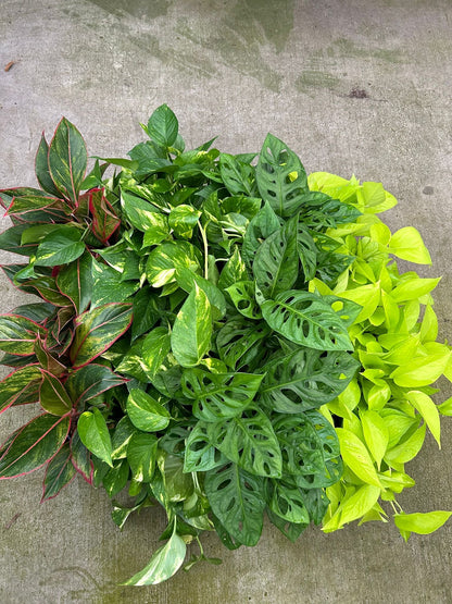 4" El Clair Assorted Plants