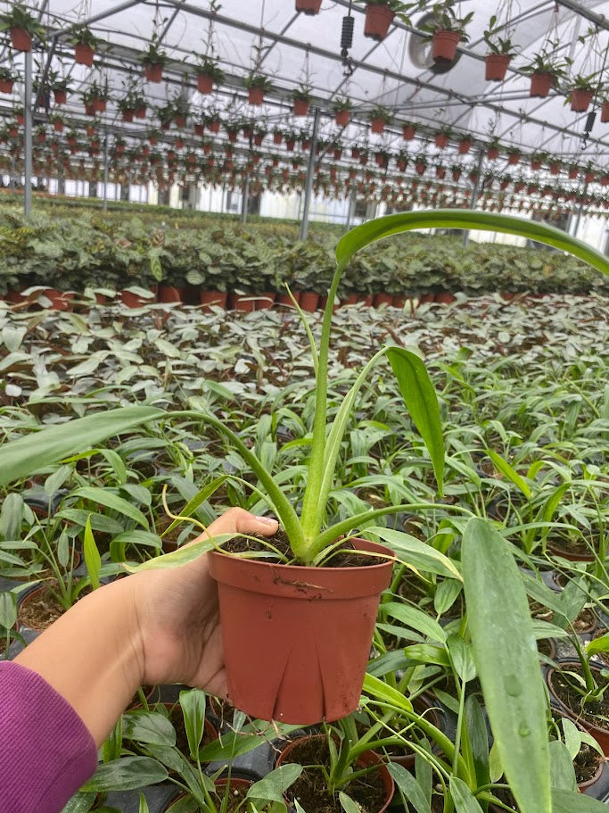 4"  Philodendron Holtonianum