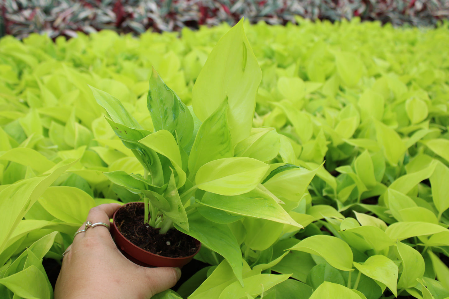 4" Pothos São Paulo