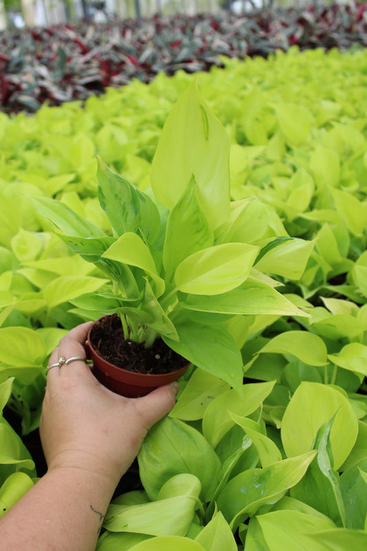 4" Pothos São Paulo