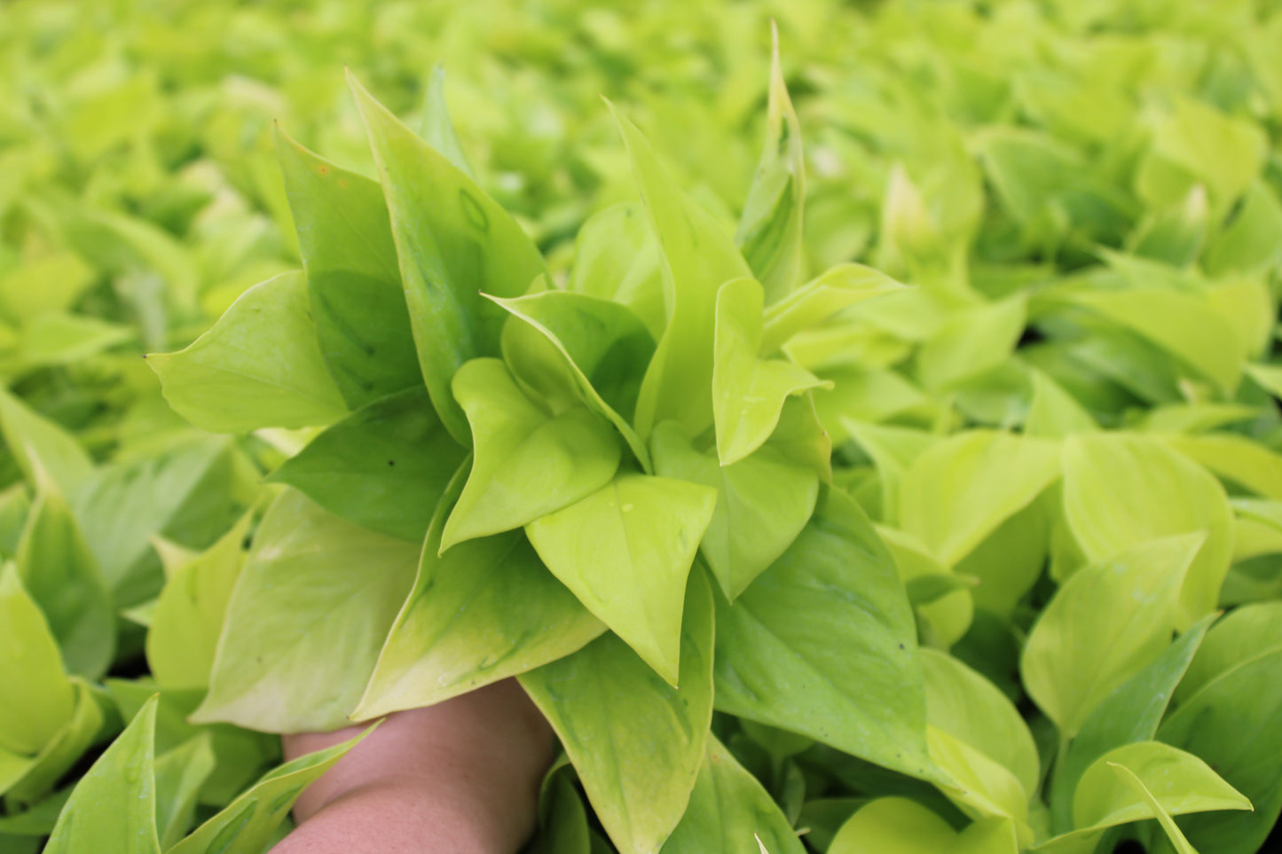 4" Pothos São Paulo