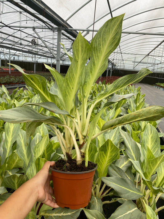 6" Aglaonema Silver Green