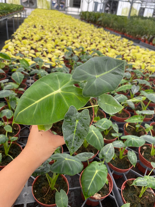 4” Alocasia Frydek