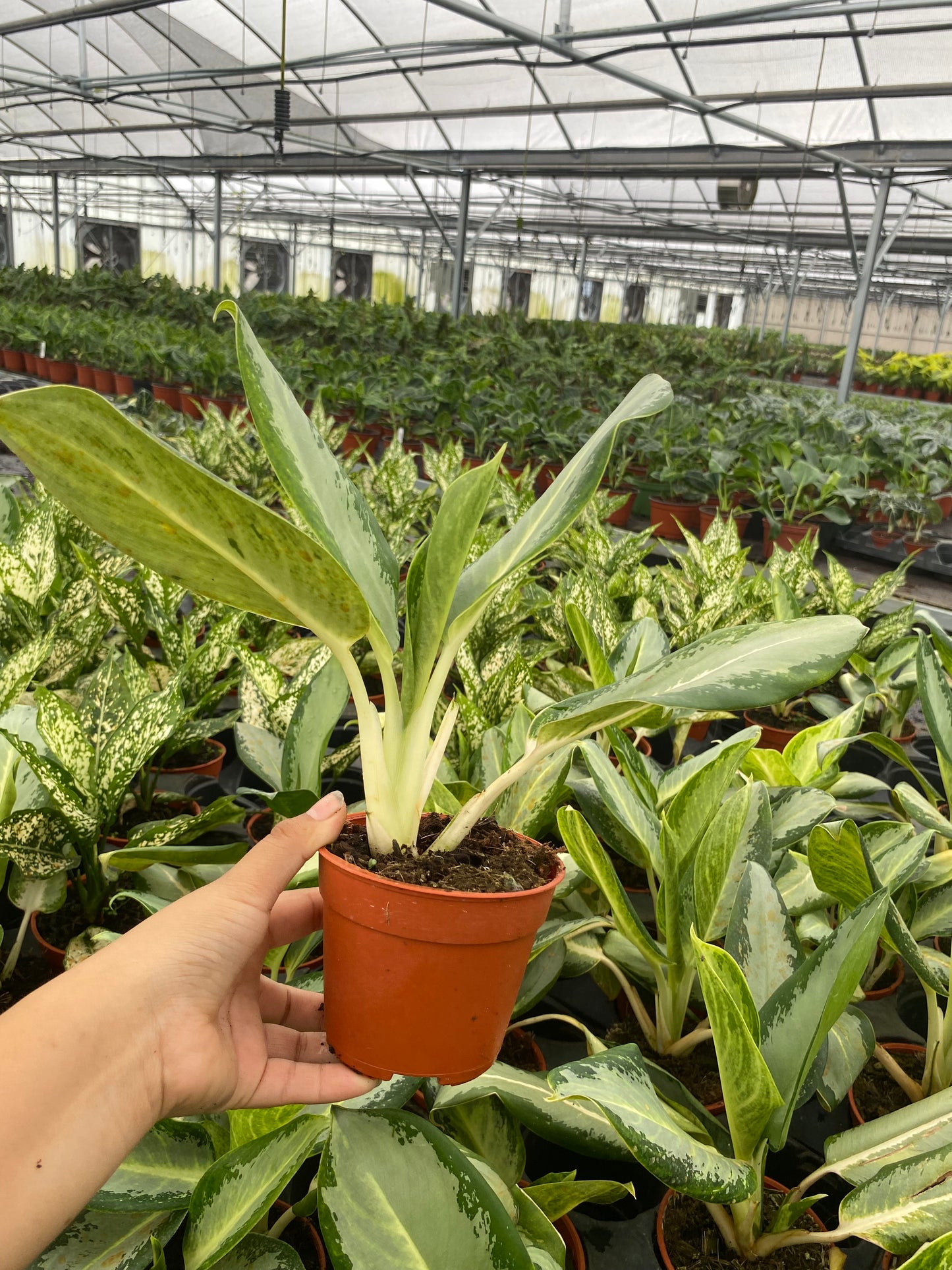 4" Aglaonema Green Bowl