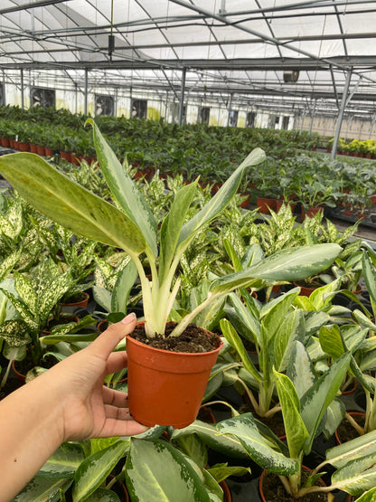 4" Aglaonema Green Bowl