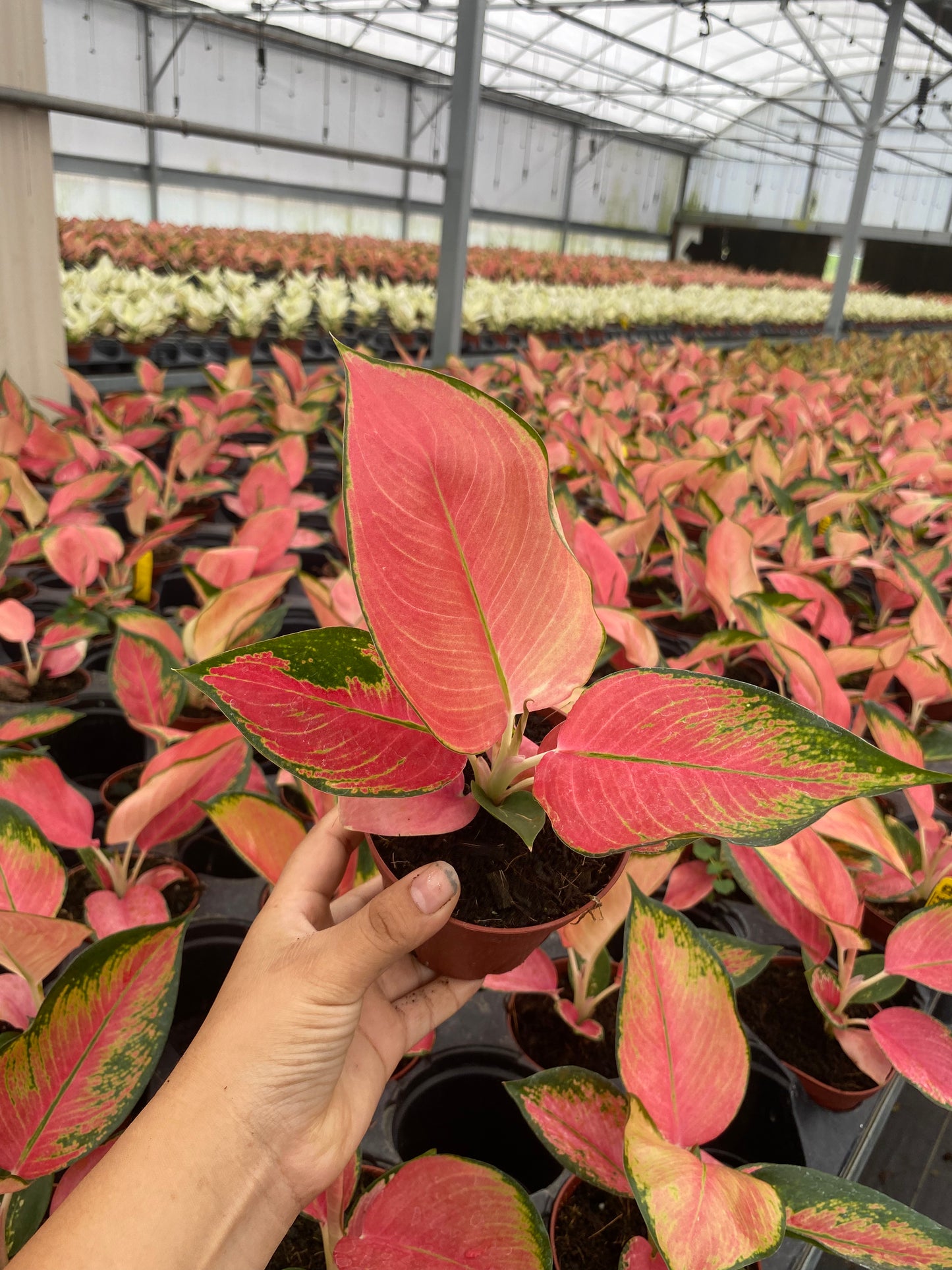 4" Aglaonema Pink Pearl