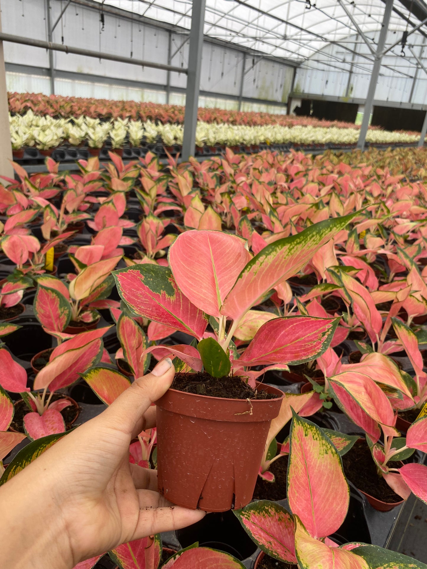 4" Aglaonema Pink Pearl