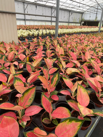 4" Aglaonema Pink Pearl