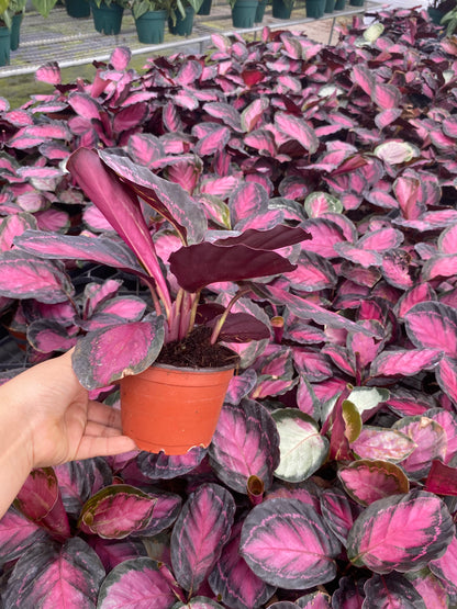 4" Calathea Roseopicta Rosy