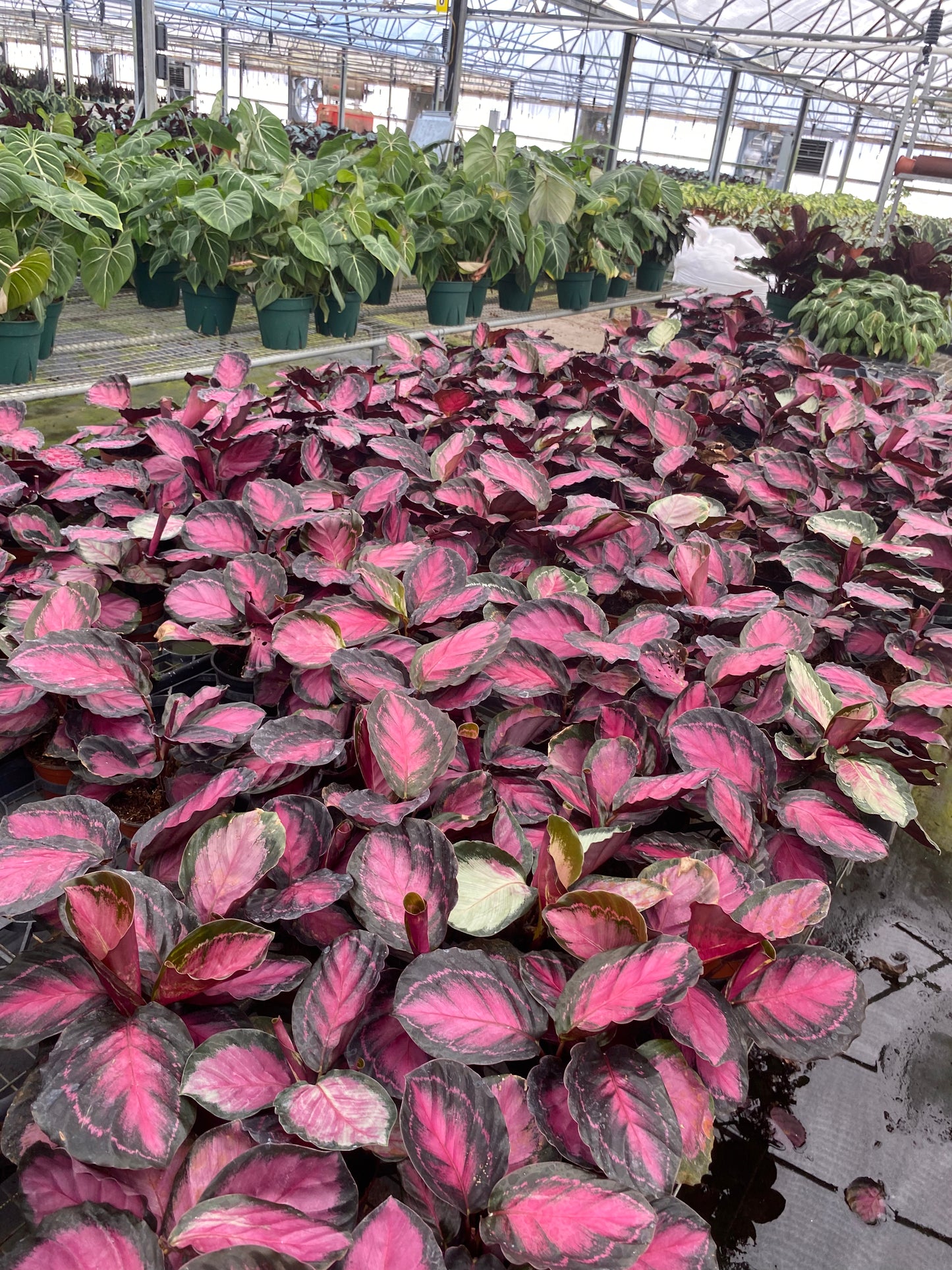 4" Calathea Roseopicta Rosy