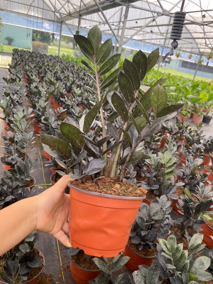 6” Zamioculcas Black ZZ