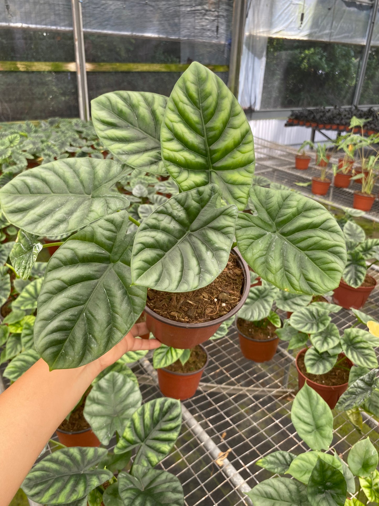 6” Alocasia Mirror Face