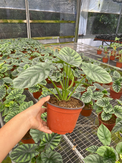 6” Alocasia Mirror Face