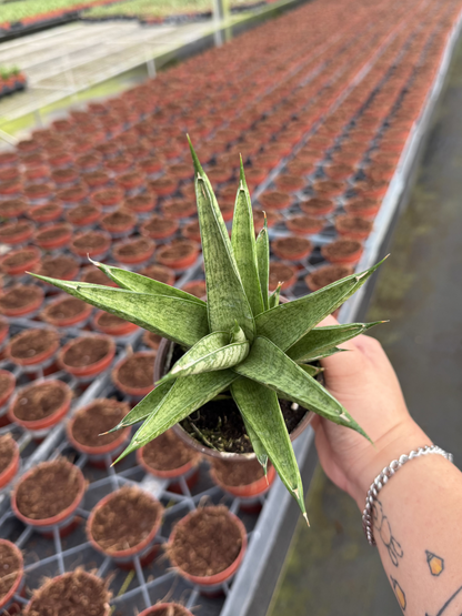 Sansevieria Tower Thai