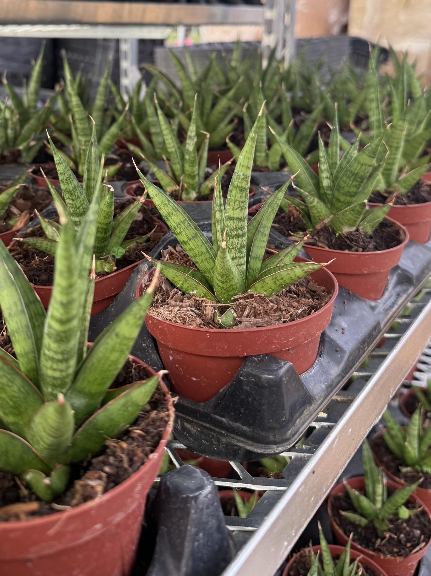 Sansevieria Jewel Crown