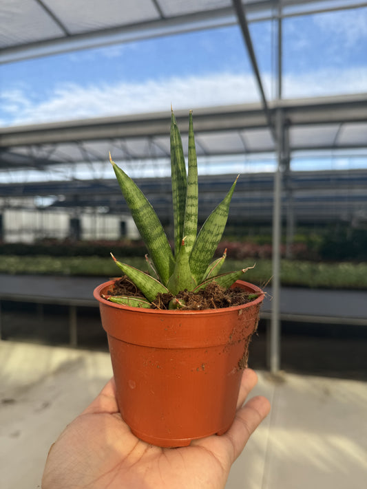 Sansevieria Jewel Crown