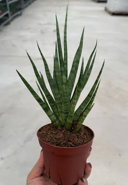 Sansevieria Cylindrica Torch