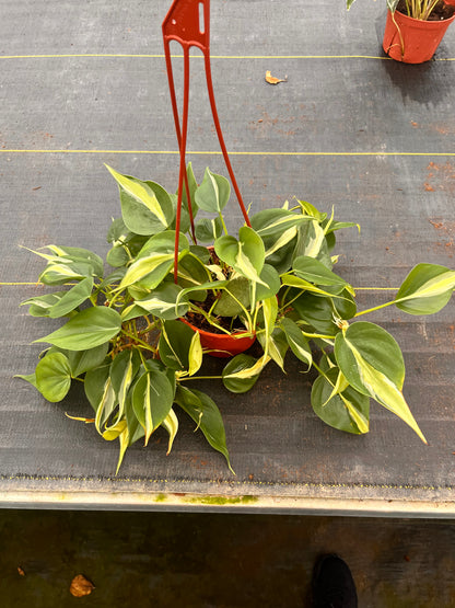 6"  Philodendron Rio HB