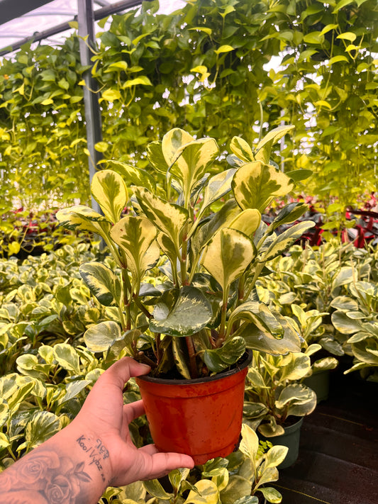 6" Peperomia Golden Gate