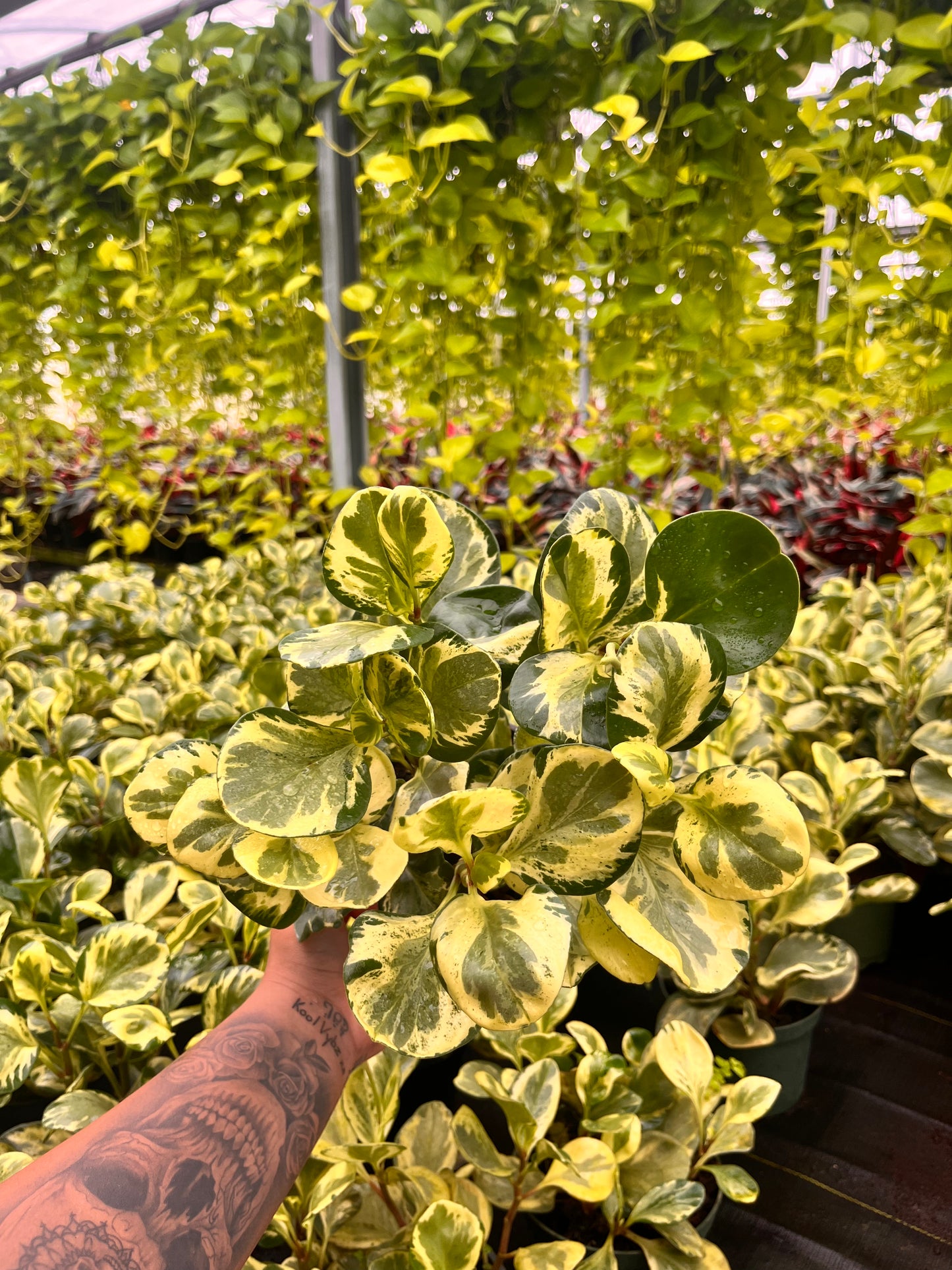 6" Peperomia Golden Gate