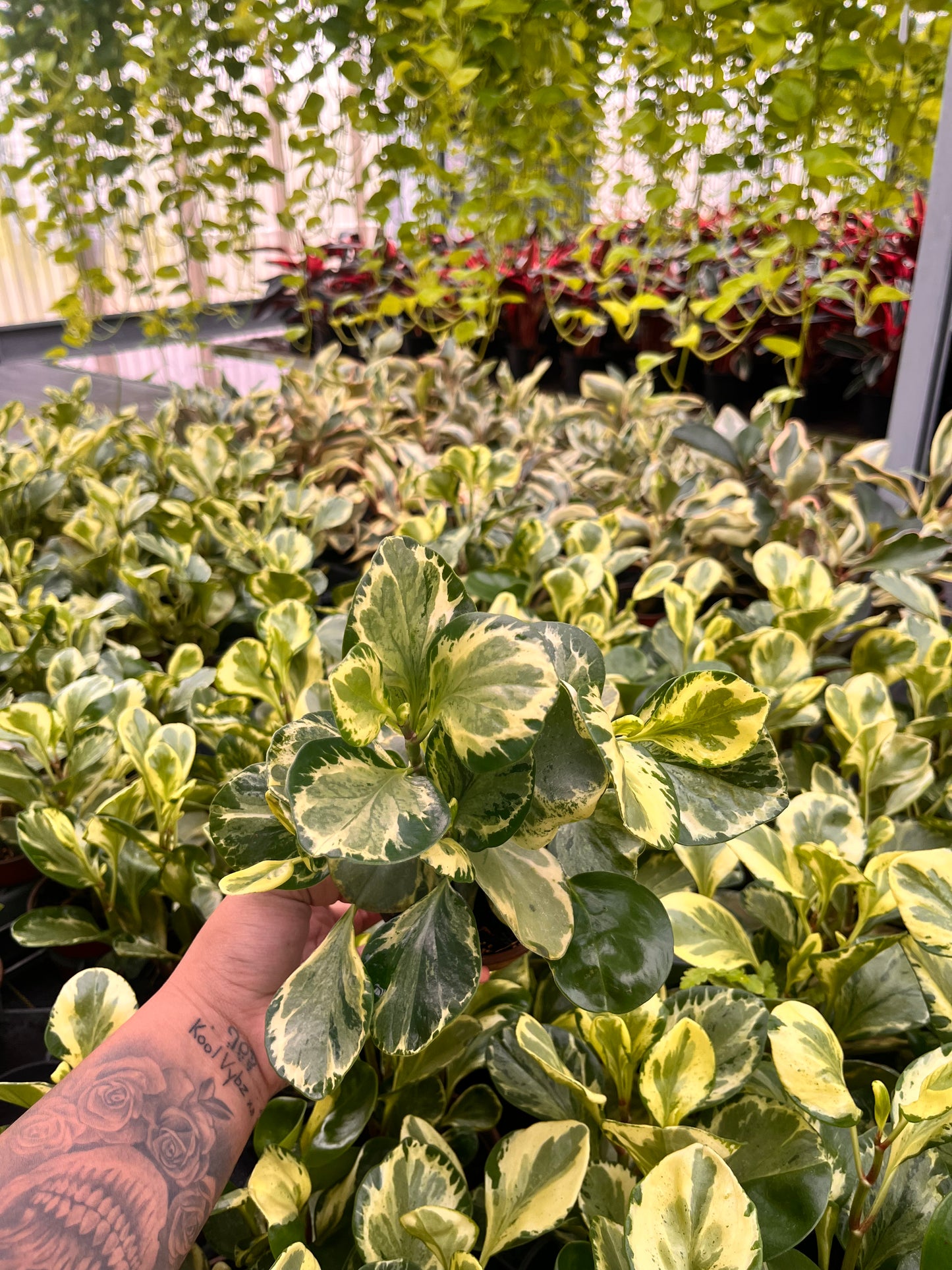 4” Peperomia Golden Gate