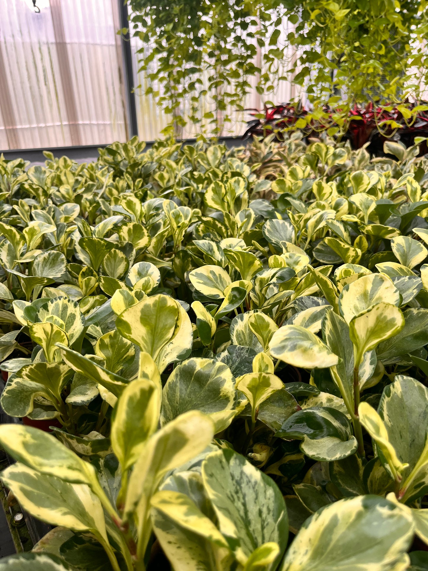 4” Peperomia Golden Gate