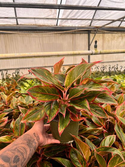 6" Aglaonema Siam Red