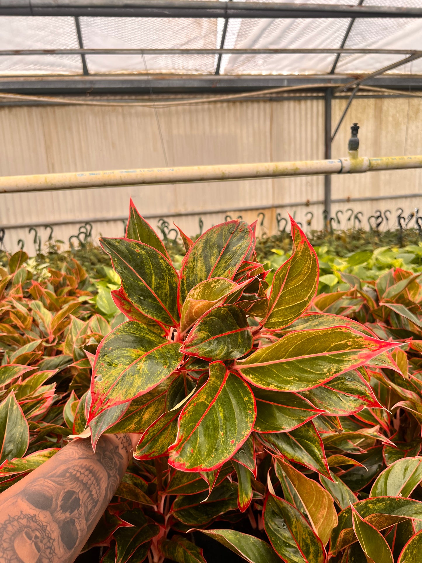 6" Aglaonema Siam Red