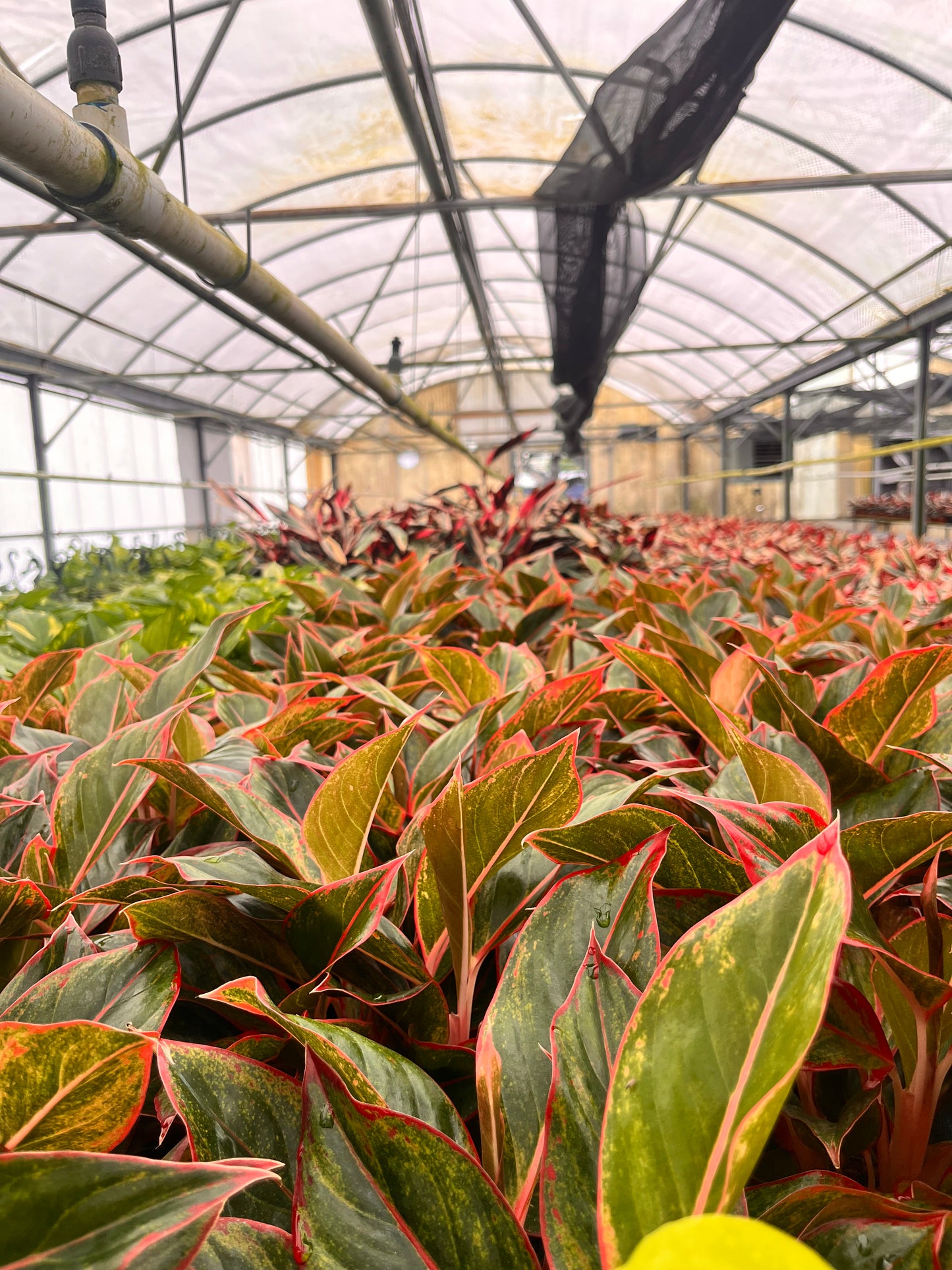 6" Aglaonema Siam Red