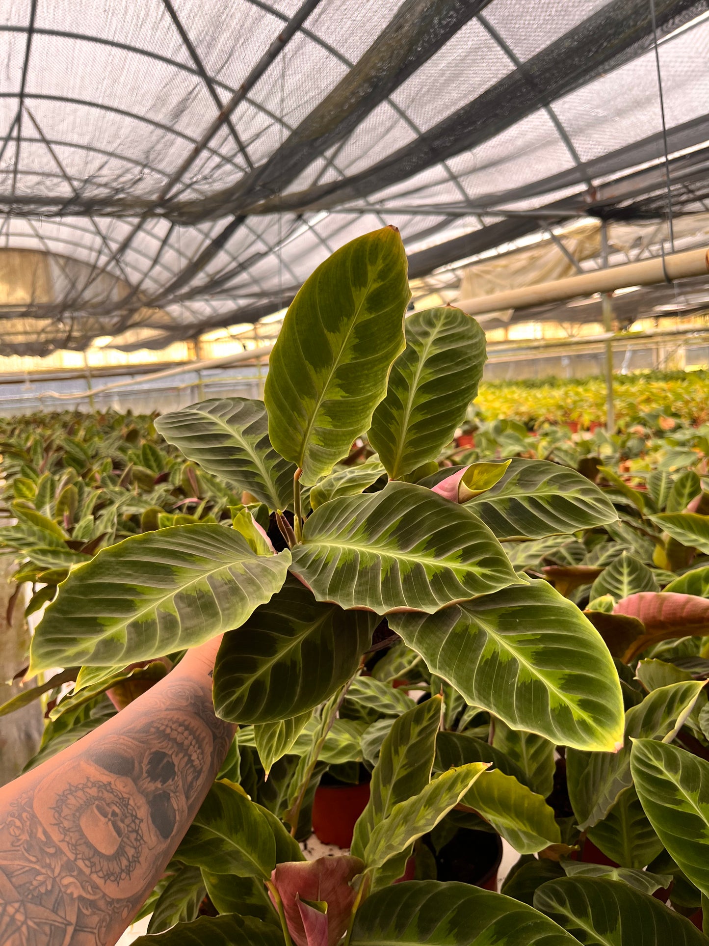 6" Calathea Warscewizzi