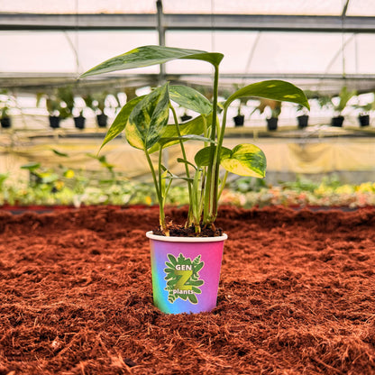 2" Epipremnum Golden Flame
