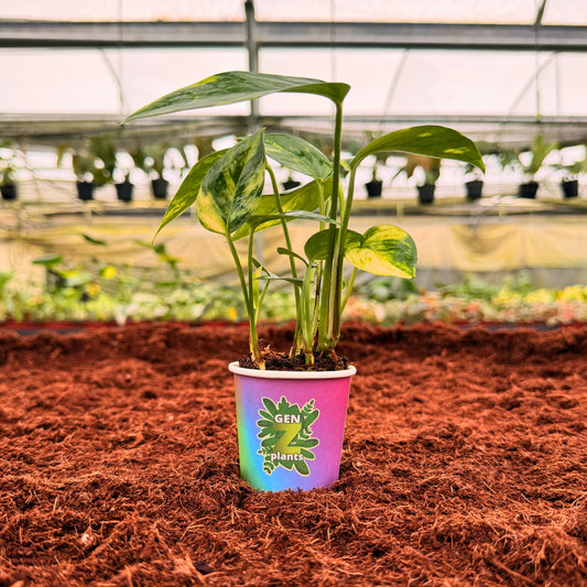 2" Epipremnum Golden Flame