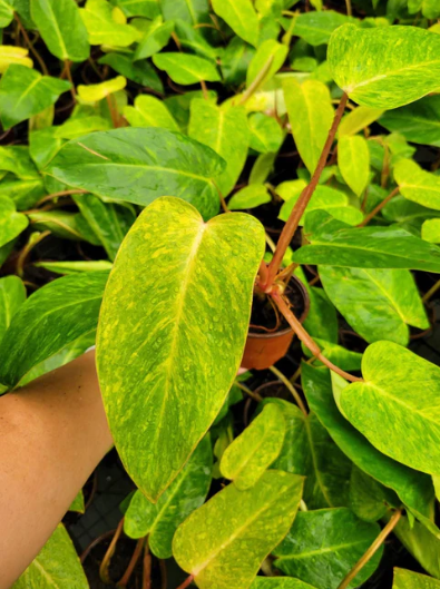 6” Philodendron Painted Lady